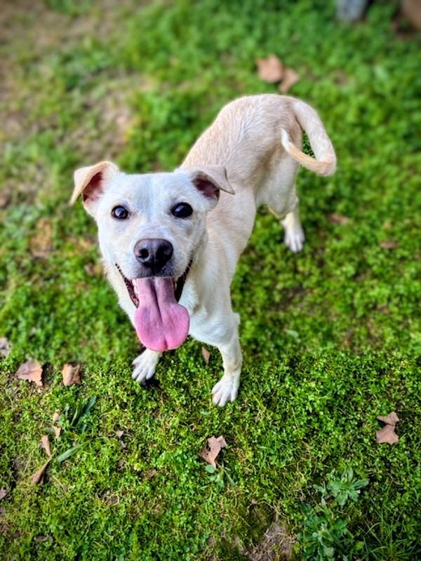 Enlarge Gumdrop, a Adoptable Mixed Breed in Ruston, LA image 4/6