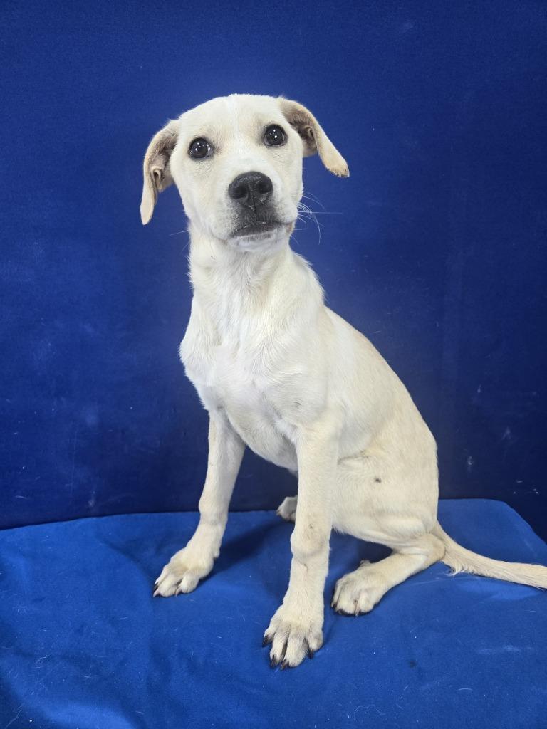 Enlarge Gumdrop, a Adoptable Mixed Breed in Ruston, LA image 5/6