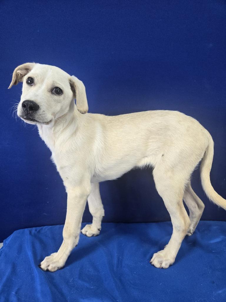 Enlarge Gumdrop, a Adoptable Mixed Breed in Ruston, LA image 6/6