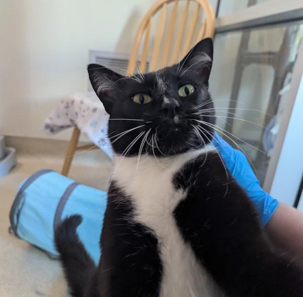 Xandra, Adoptable, Adult Female Domestic Short Hair.