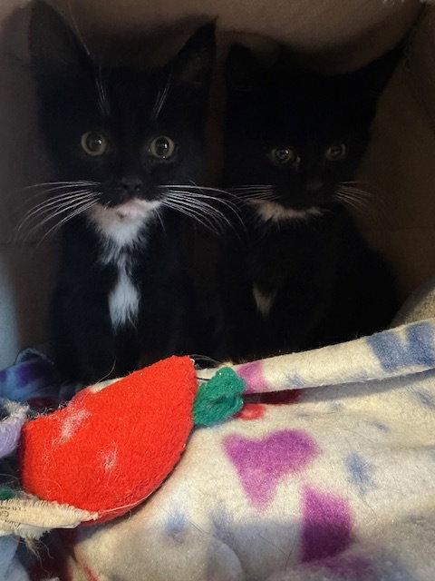Xerox (25-132), a Adoptable Domestic Short Hair in Ocean Pines, MD image 1/3