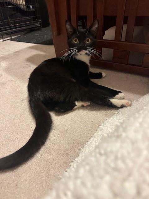 Enlarge Xerox (25-132), a Adoptable Domestic Short Hair in Ocean Pines, MD image 1/3