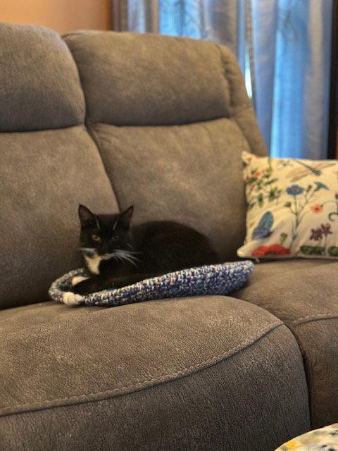 Xerox (25-132), a Adoptable Domestic Short Hair in Ocean Pines, MD image 2/3