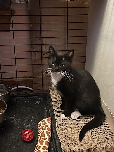 Enlarge Xerox (25-132), a Adoptable Domestic Short Hair in Ocean Pines, MD image 2/3