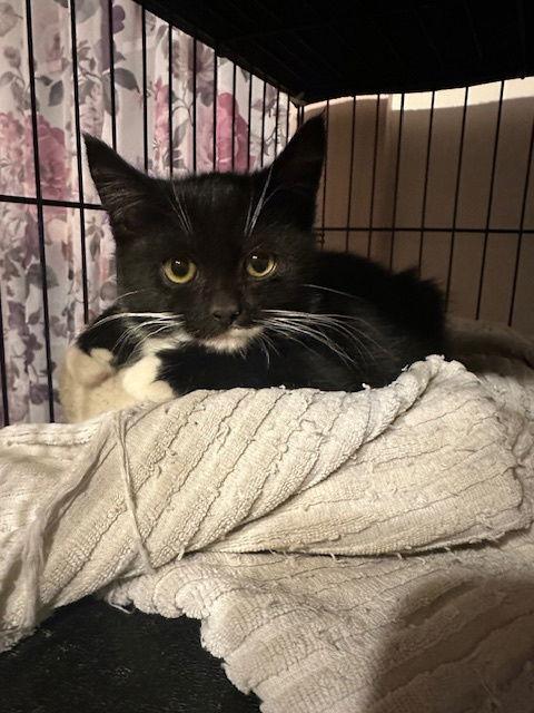 Enlarge Xerox (25-132), a Adoptable Domestic Short Hair in Ocean Pines, MD image 3/3