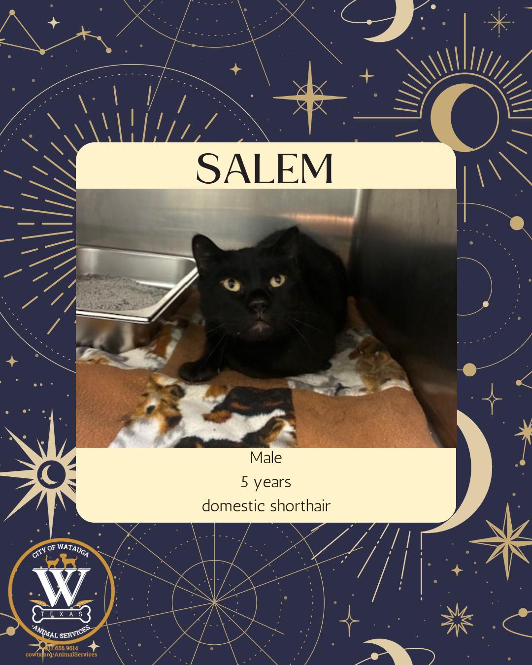 Salem, ADOPTABLE, Adult Male Domestic Short Hair.