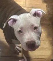 Opal, a Adoptable Pit Bull Terrier in Berlin, MD image 1/3
