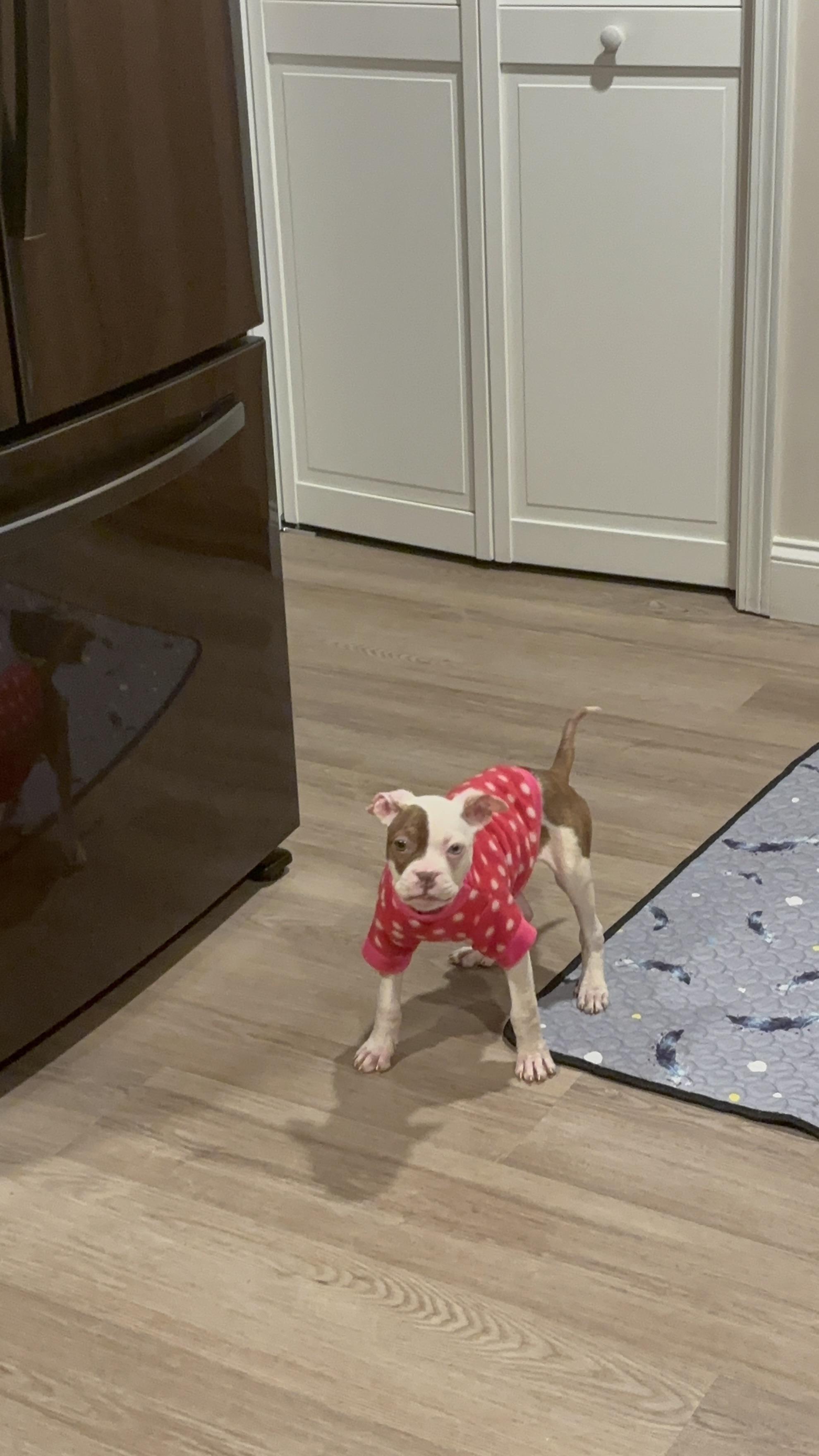 Love, ADOPTABLE, Puppy Female Boxer & Bulldog.