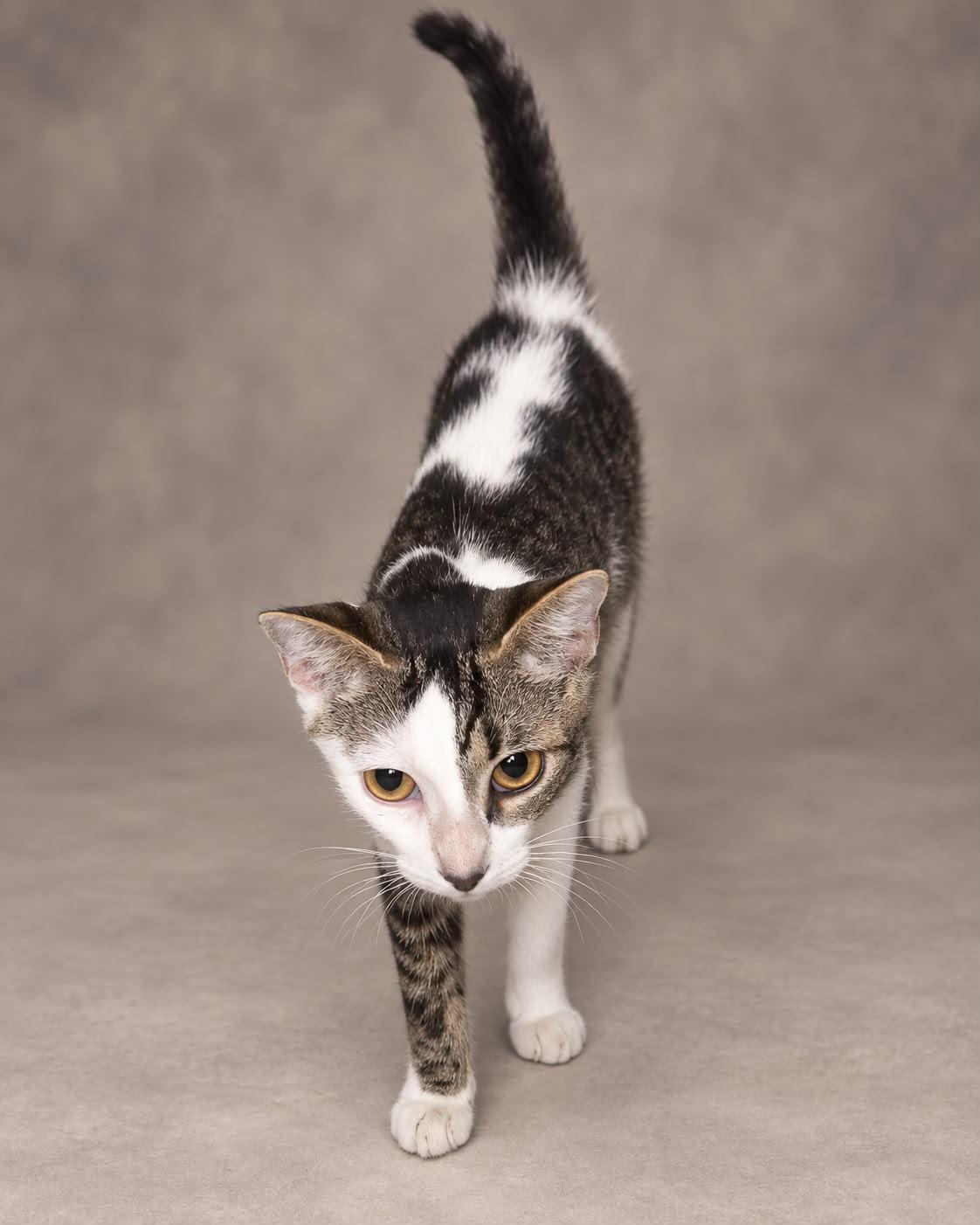 Tirri, Adoptable, Young Female Tabby.