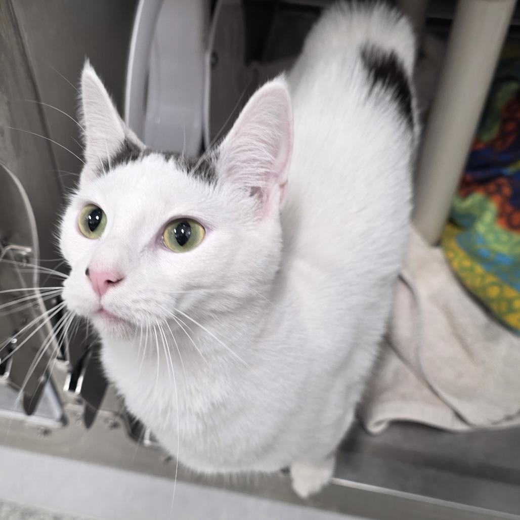 Lola, Adoptable, Young Female Domestic Short Hair.