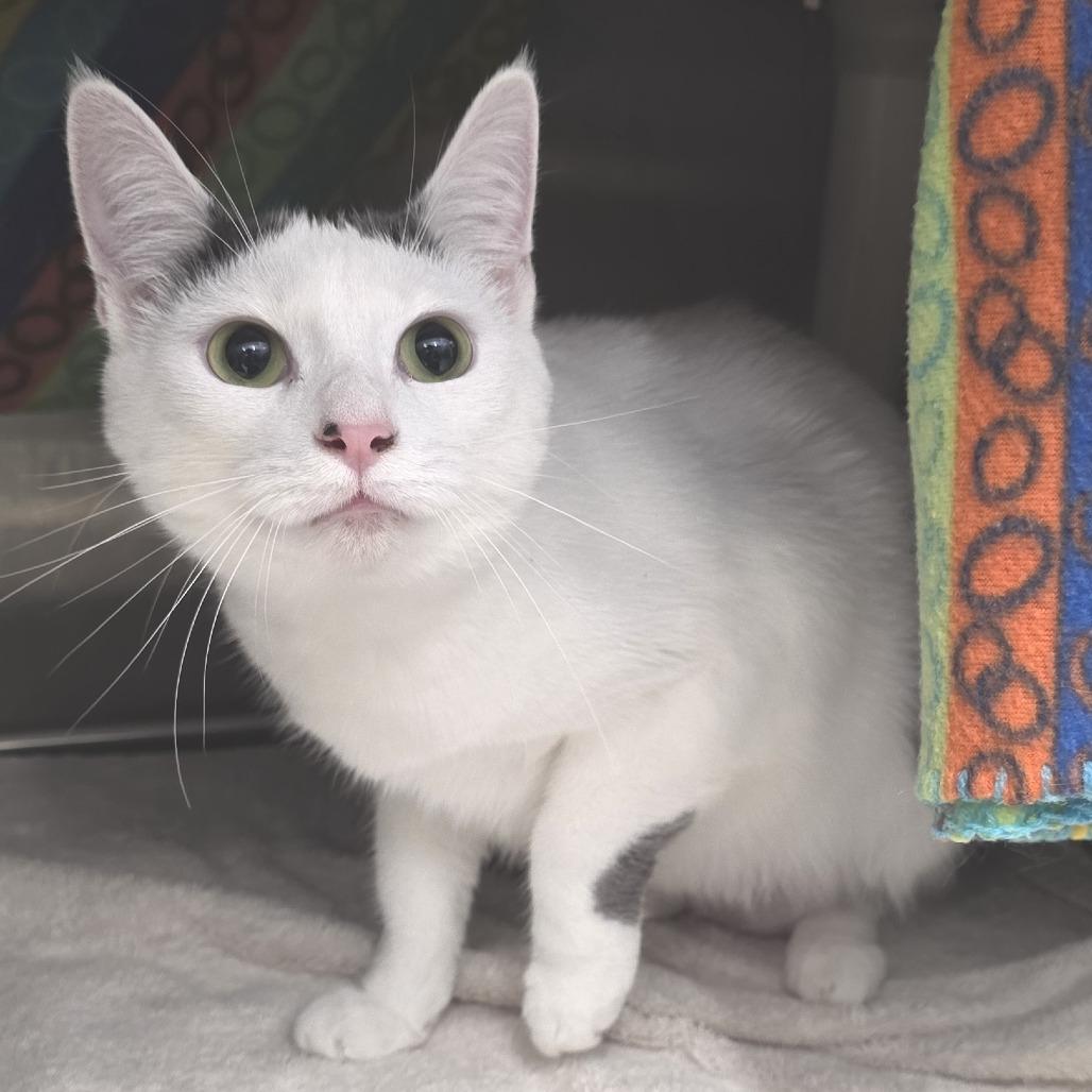Lola, a Adoptable Domestic Short Hair in Fort Wayne, IN image 2/2