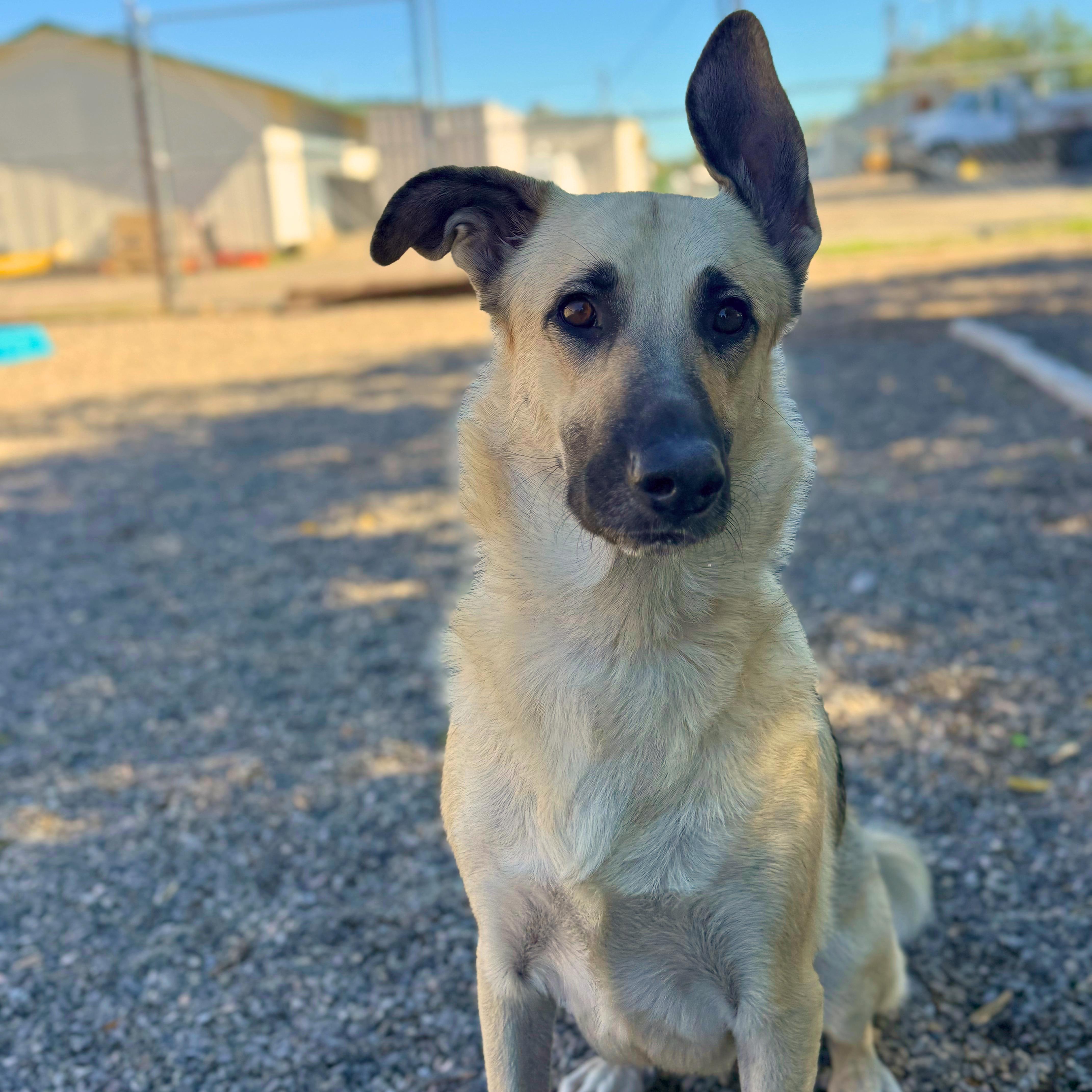 Enlarge Ridley - Delta, a Adoptable German Shepherd Dog in Delta, CO image 4/6