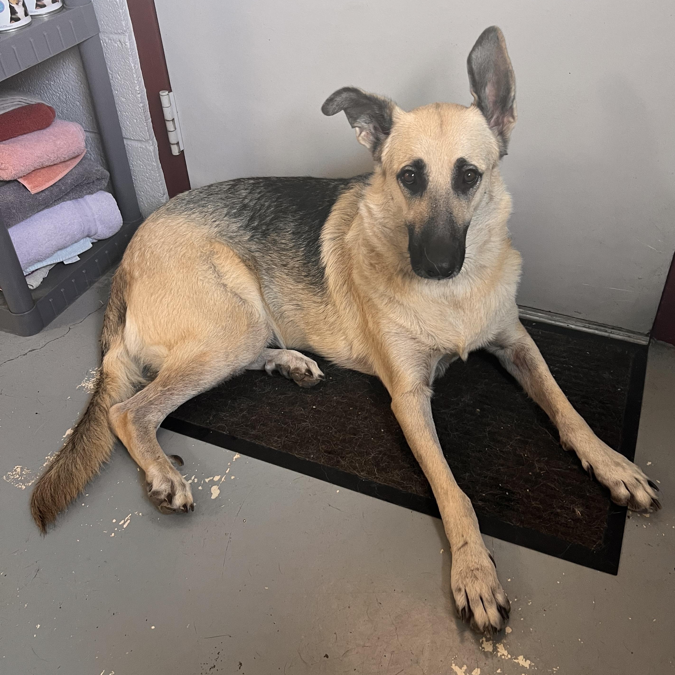 Enlarge Ridley - Delta, a Adoptable German Shepherd Dog in Delta, CO image 6/6