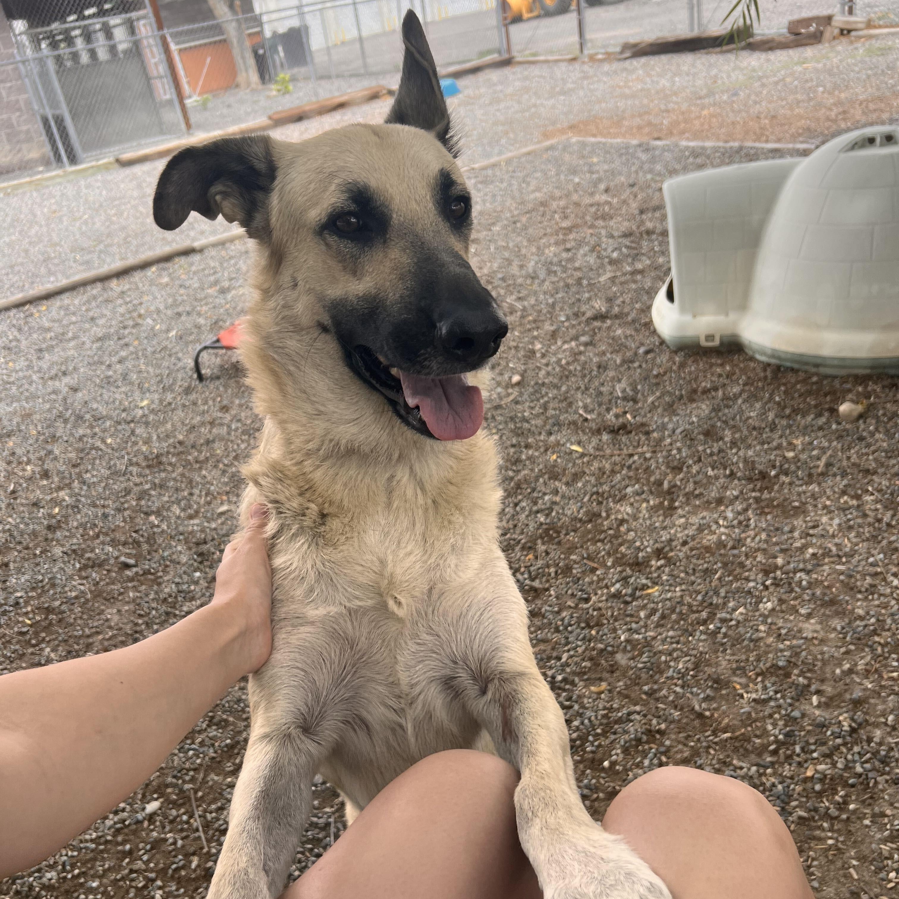 Enlarge Ridley - Delta, a Adoptable German Shepherd Dog in Delta, CO image 3/6