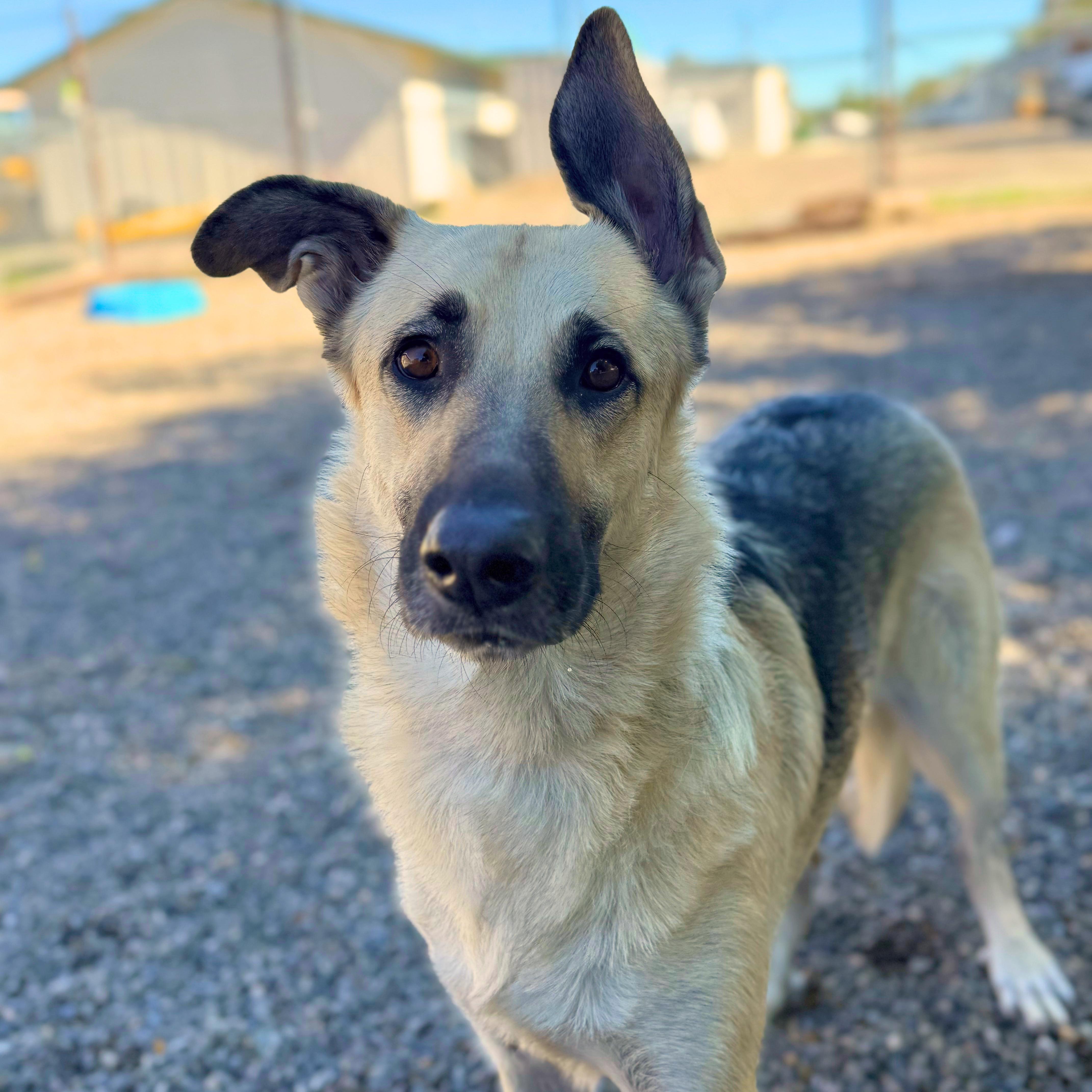 Ridley - Delta, Adoptable, Adult Female German Shepherd Dog.