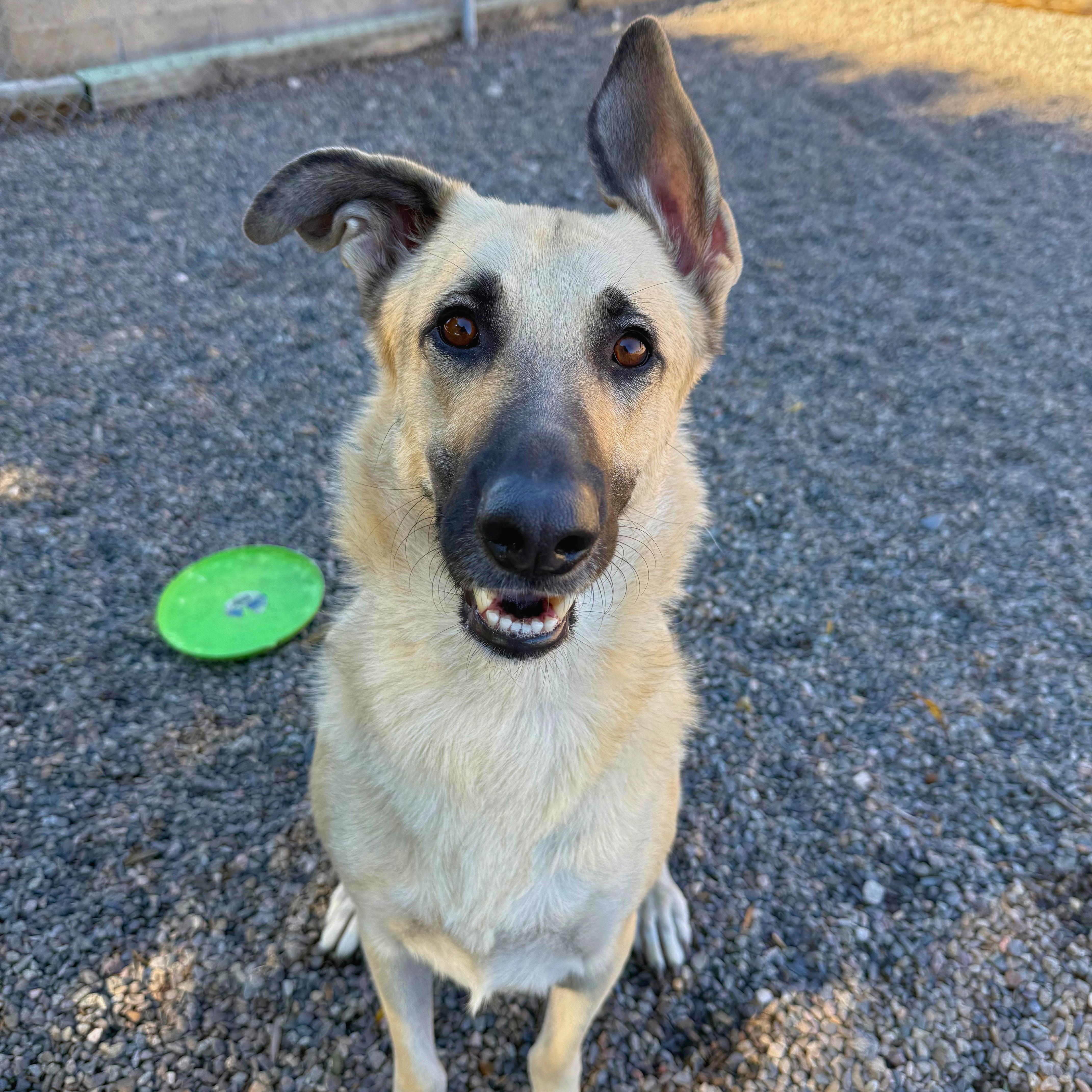 Enlarge Ridley - Delta, a Adoptable German Shepherd Dog in Delta, CO image 5/6