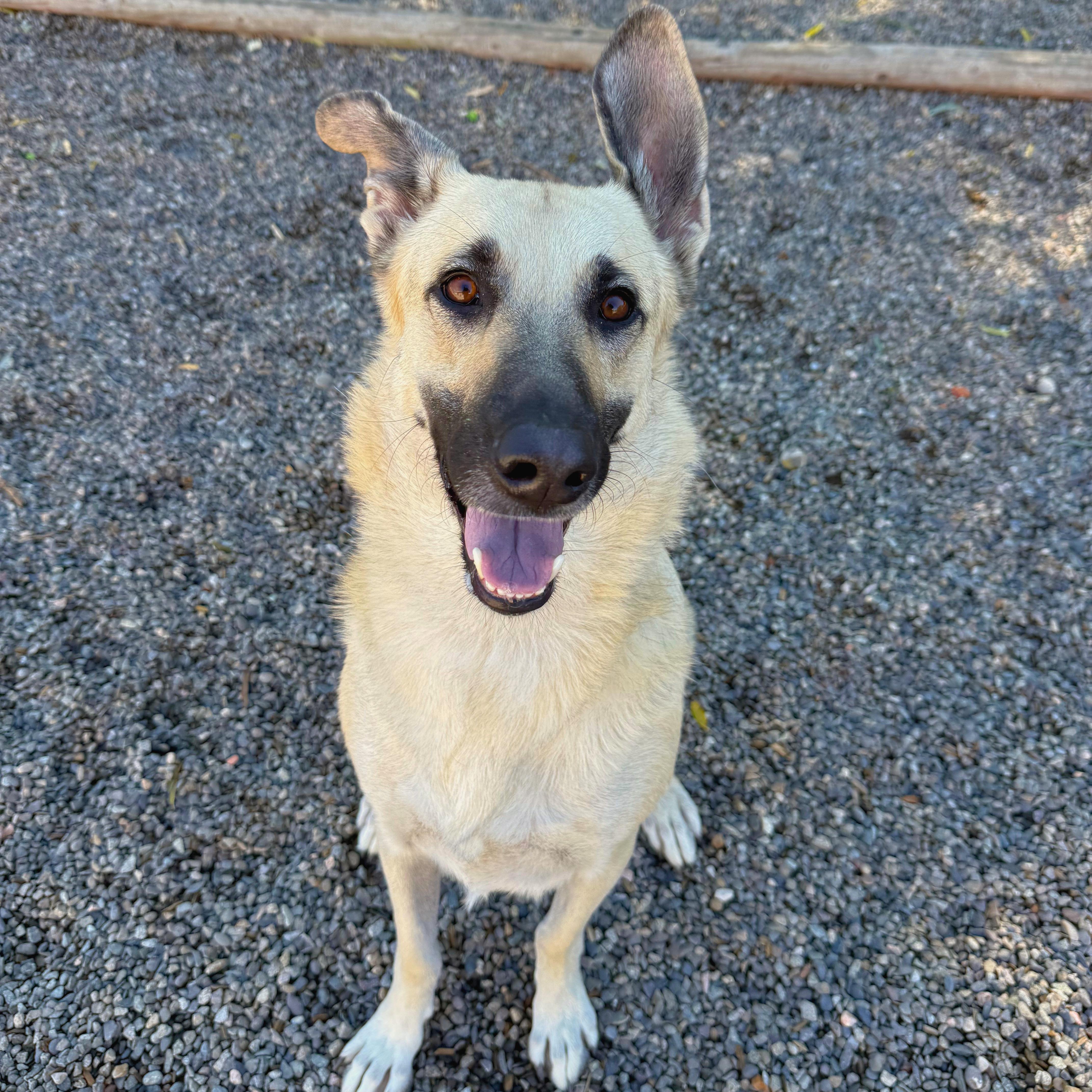Enlarge Ridley - Delta, a Adoptable German Shepherd Dog in Delta, CO image 2/6