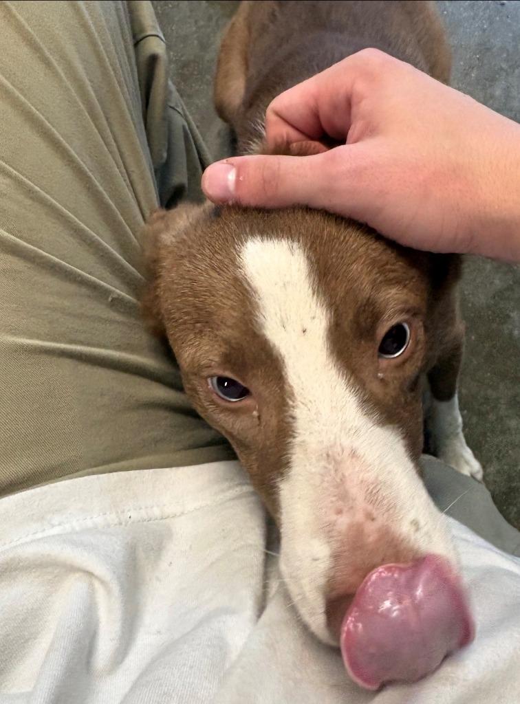 Kelly, Adoptable, Puppy Male Hound.
