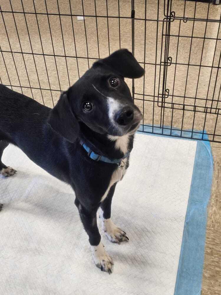 Lobito, Adoptable, Young Male Labrador Retriever.