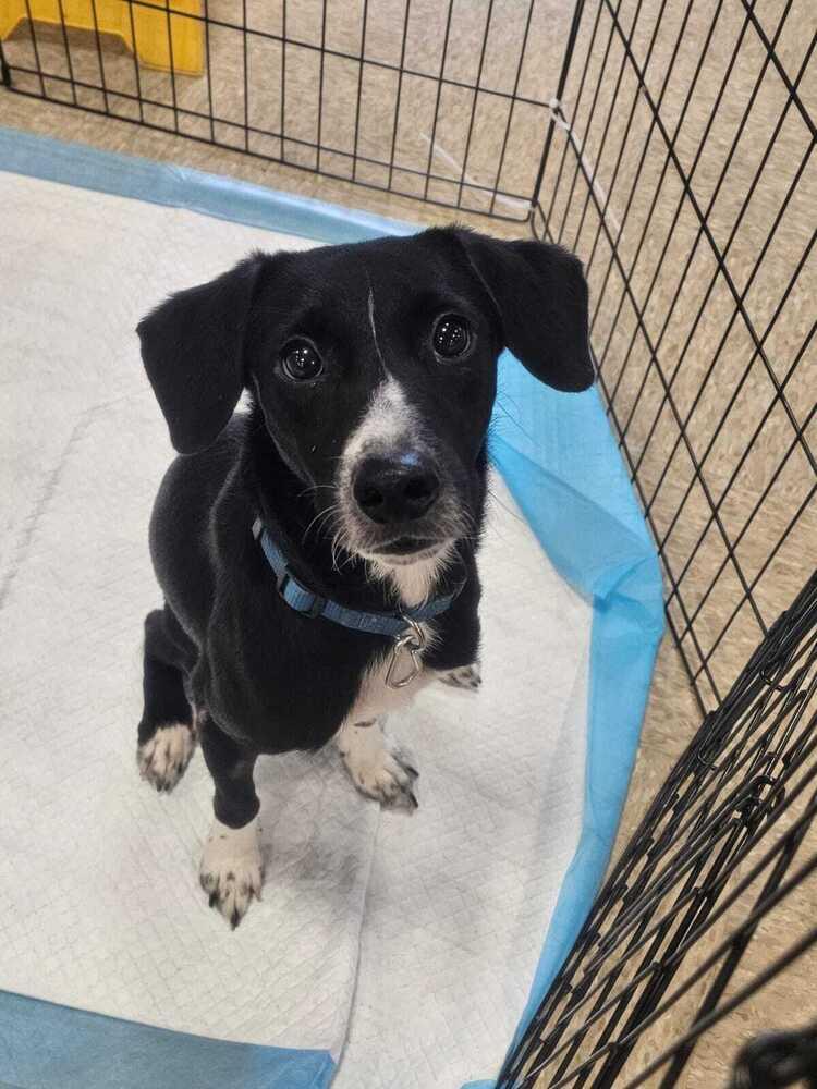 Enlarge Lobito, a Adoptable mixed breed in Naranjito, PR image 2/3