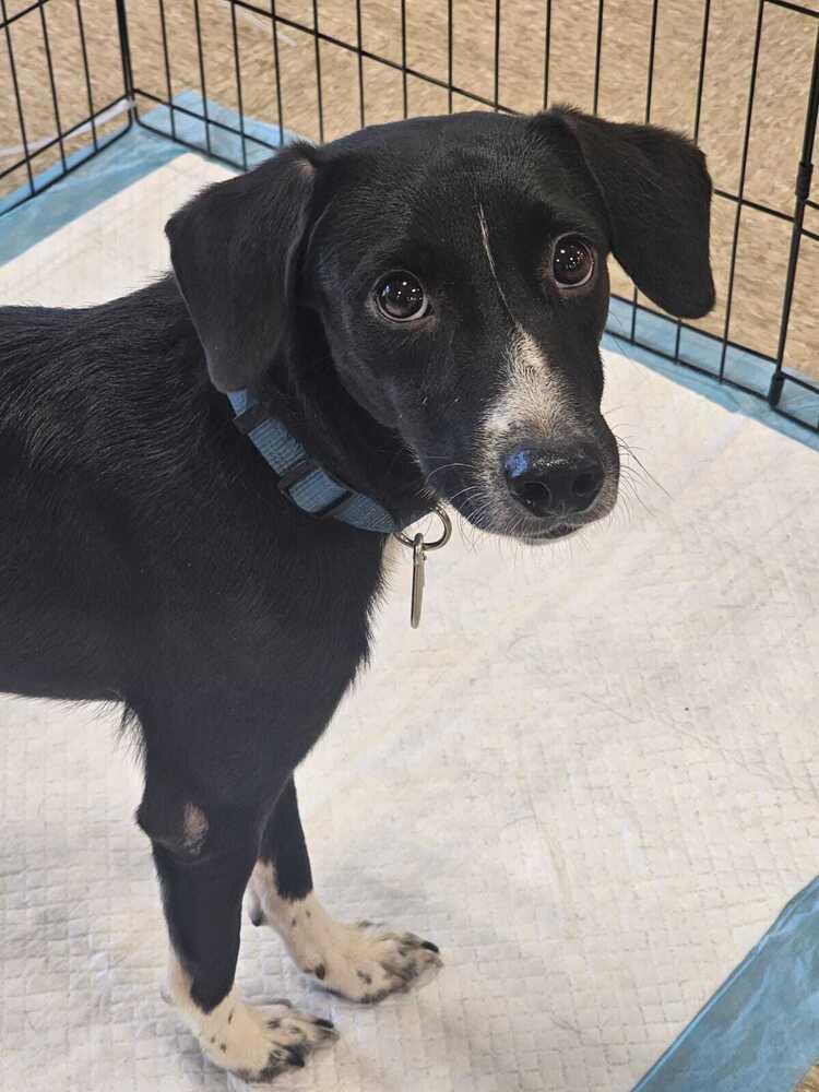 Enlarge Lobito, a Adoptable mixed breed in Naranjito, PR image 3/3