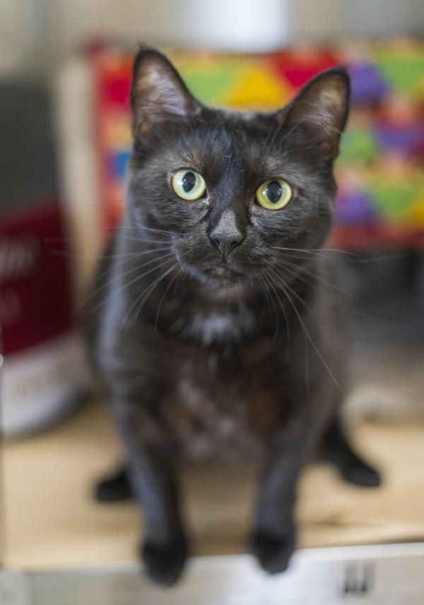 Flower, Adoptable, Adult Female Domestic Short Hair.