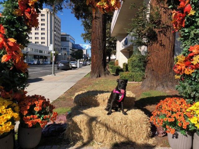 Enlarge Cindy, a Adoptable Pit Bull Terrier in Burlingame, CA image 1/3