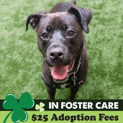 Cindy, a Adoptable Pit Bull Terrier in Burlingame, CA image 2/3