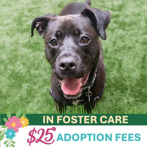 Enlarge Cindy, a Adoptable mixed breed in Burlingame, CA image 2/3