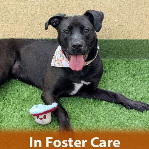 Enlarge Cindy, a Adoptable Pit Bull Terrier in Burlingame, CA image 3/3