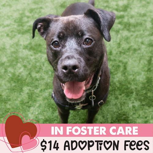 Enlarge Cindy, a Adoptable Pit Bull Terrier in Burlingame, CA image 3/3