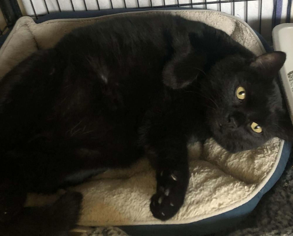 Enlarge AC Magic, a Adoptable Domestic Short Hair in Fremont, NE image 1/2