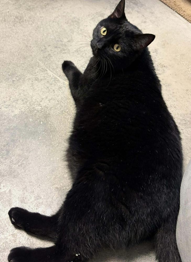 Enlarge AC Magic, a Adoptable Domestic Short Hair in Fremont, NE image 2/2