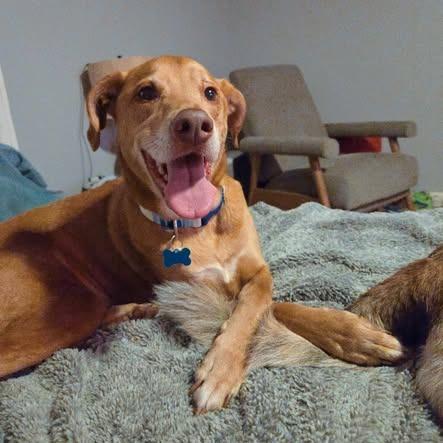 Enlarge Cooper, a Adoptable mixed breed in Carencro, LA image 1/5