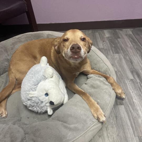 Enlarge Cooper, a Adoptable mixed breed in Carencro, LA image 2/5