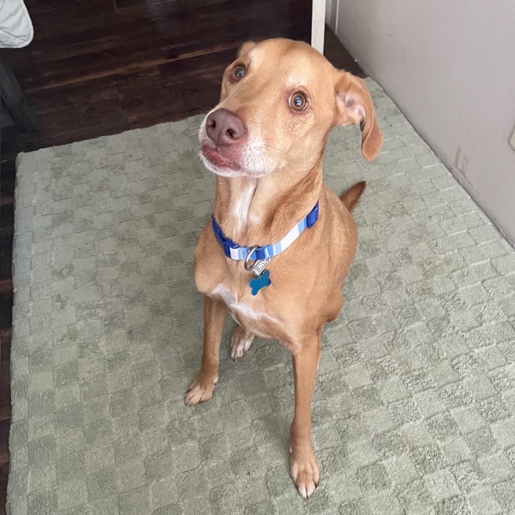 Enlarge Cooper, a Adoptable mixed breed in Carencro, LA image 3/5