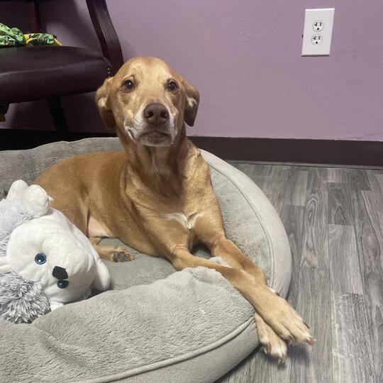 Enlarge Cooper, a Adoptable mixed breed in Carencro, LA image 4/5