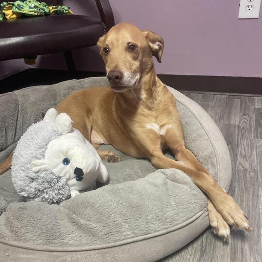 Enlarge Cooper, a Adoptable mixed breed in Carencro, LA image 5/5