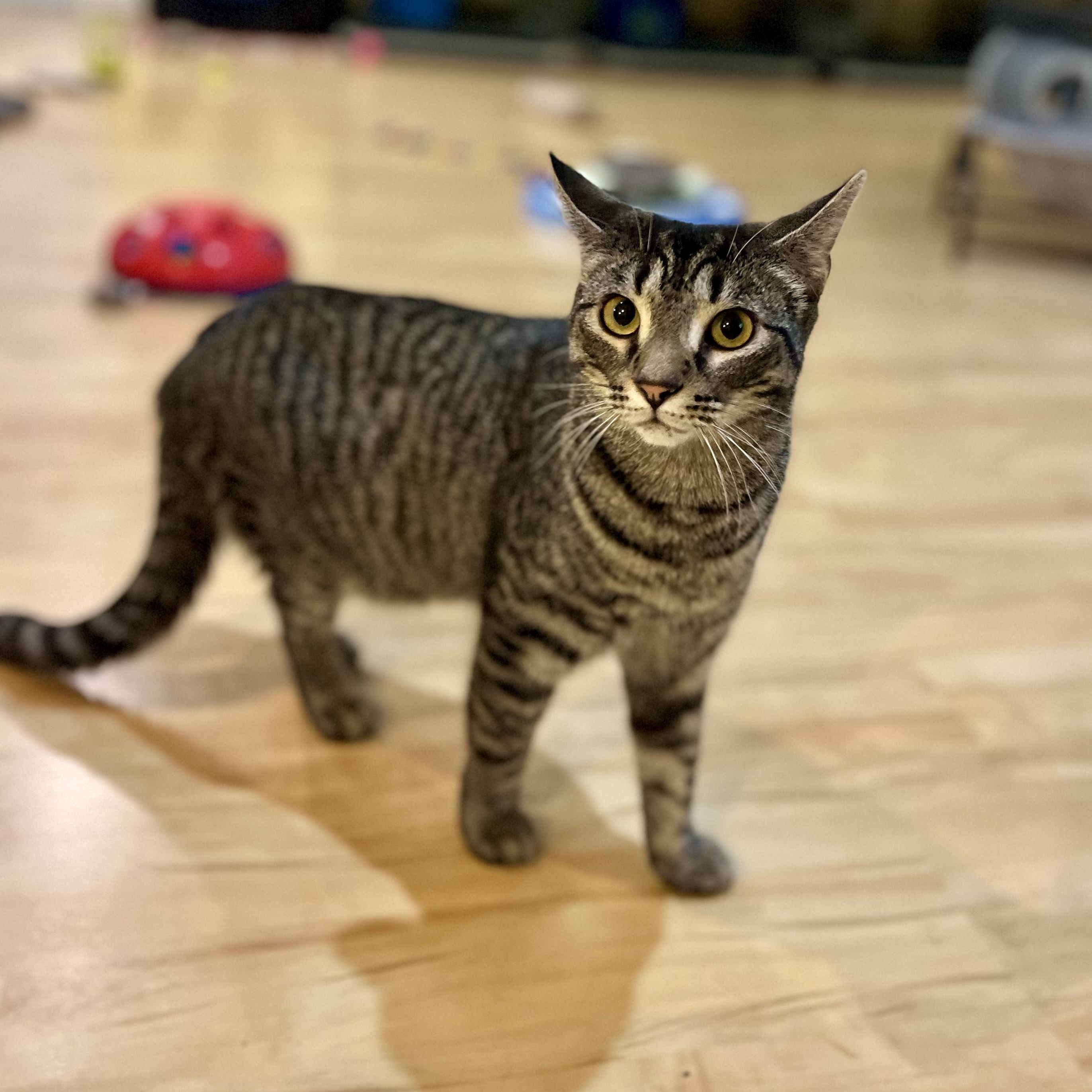 Aeryn, a Adoptable Domestic Short Hair in Greensboro, NC image 1/5