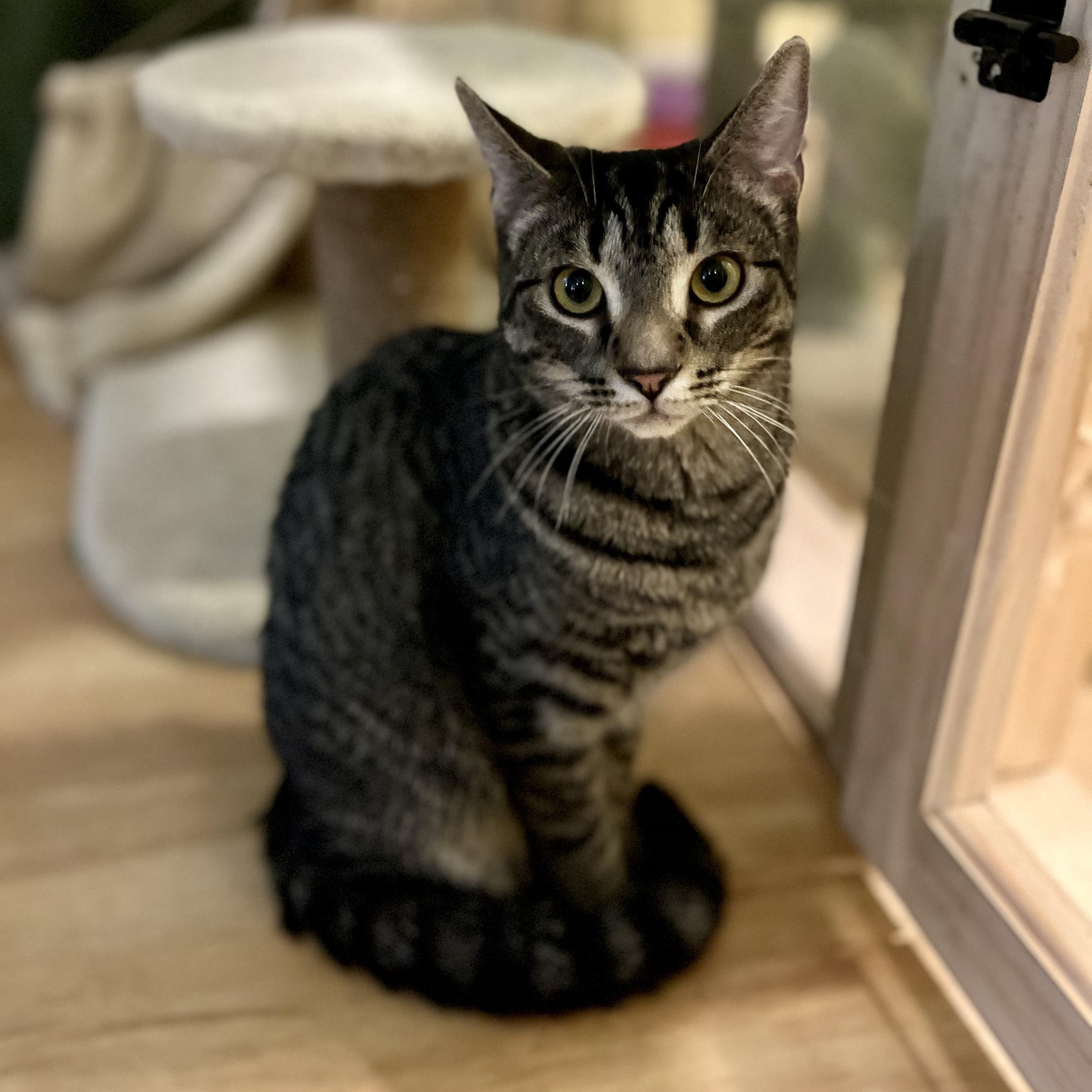 Aeryn, a Adoptable Domestic Short Hair in Greensboro, NC image 2/5