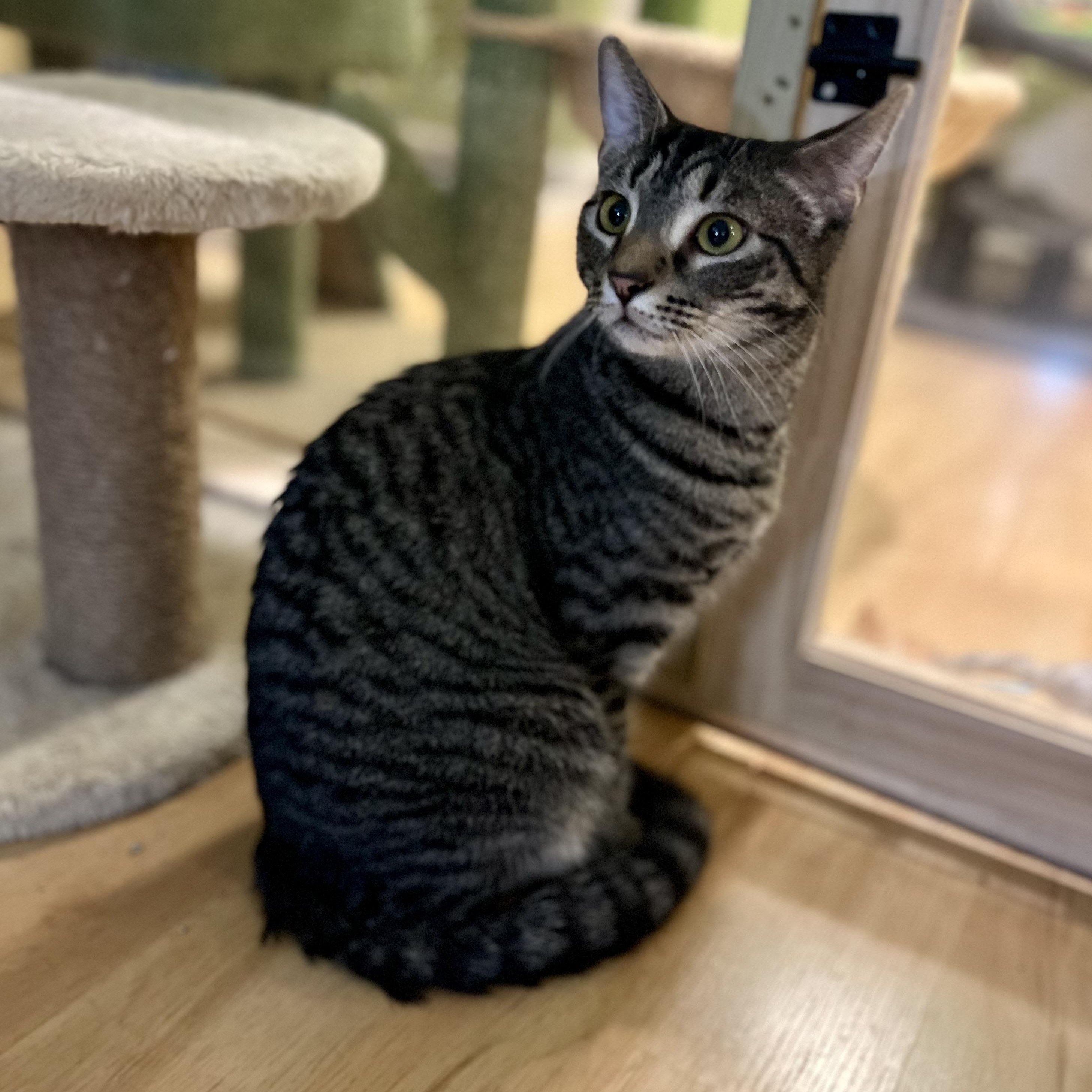 Aeryn, a Adoptable Domestic Short Hair in Greensboro, NC image 3/5