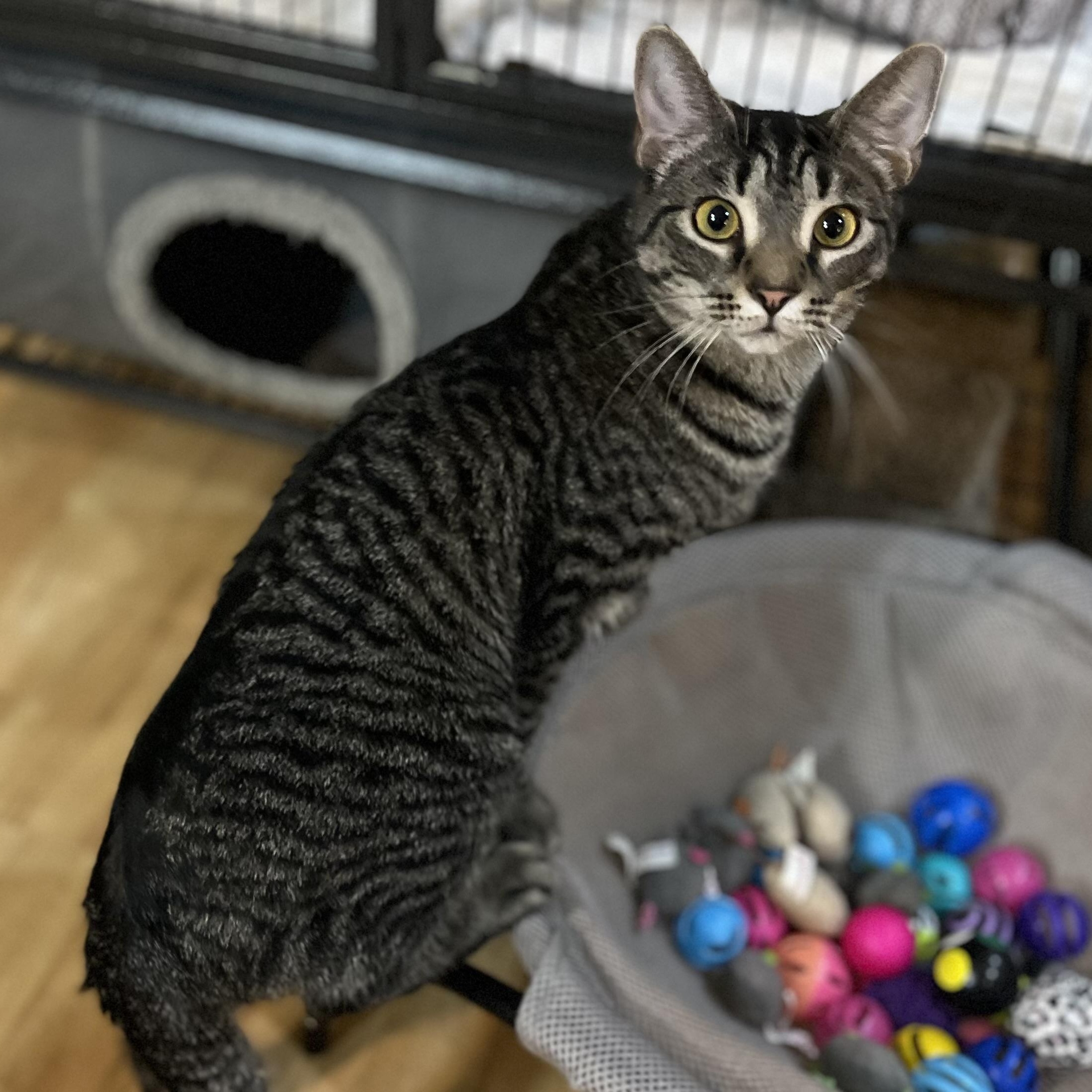 Aeryn, a Adoptable Domestic Short Hair in Greensboro, NC image 4/5
