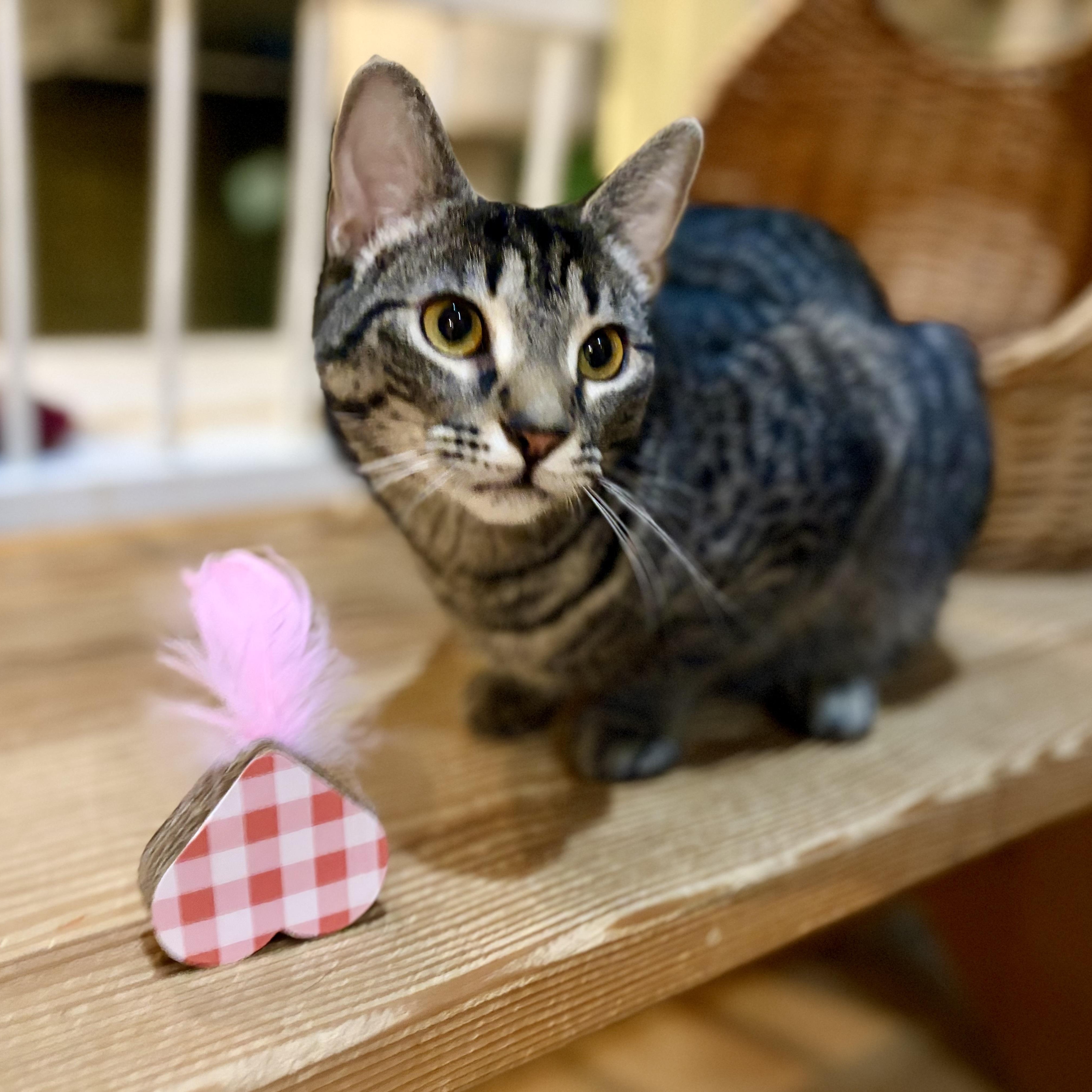 Enlarge Aeryn, a Adoptable Domestic Short Hair in Greensboro, NC image 3/6