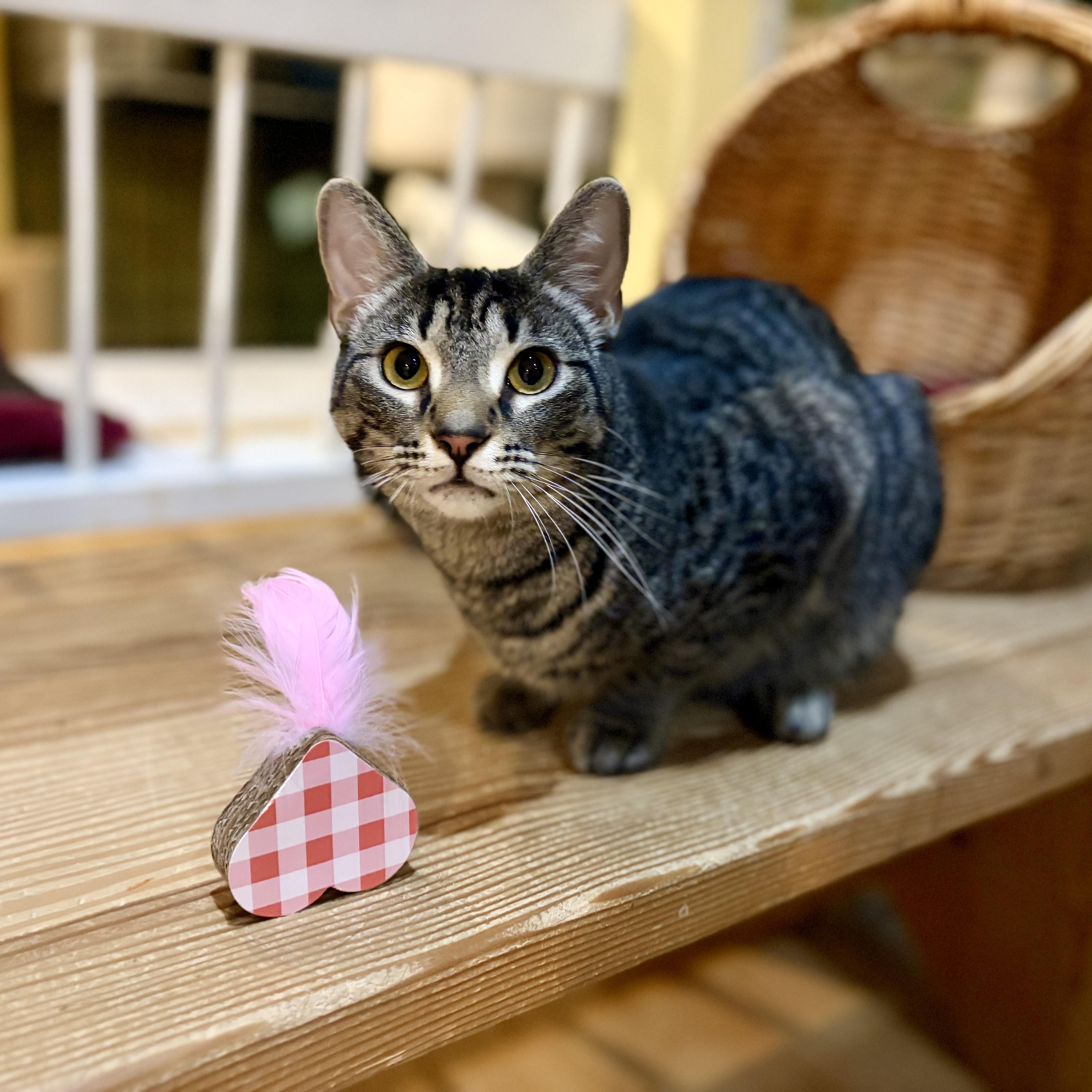 Enlarge Aeryn, a Adoptable Domestic Short Hair in Greensboro, NC image 2/6