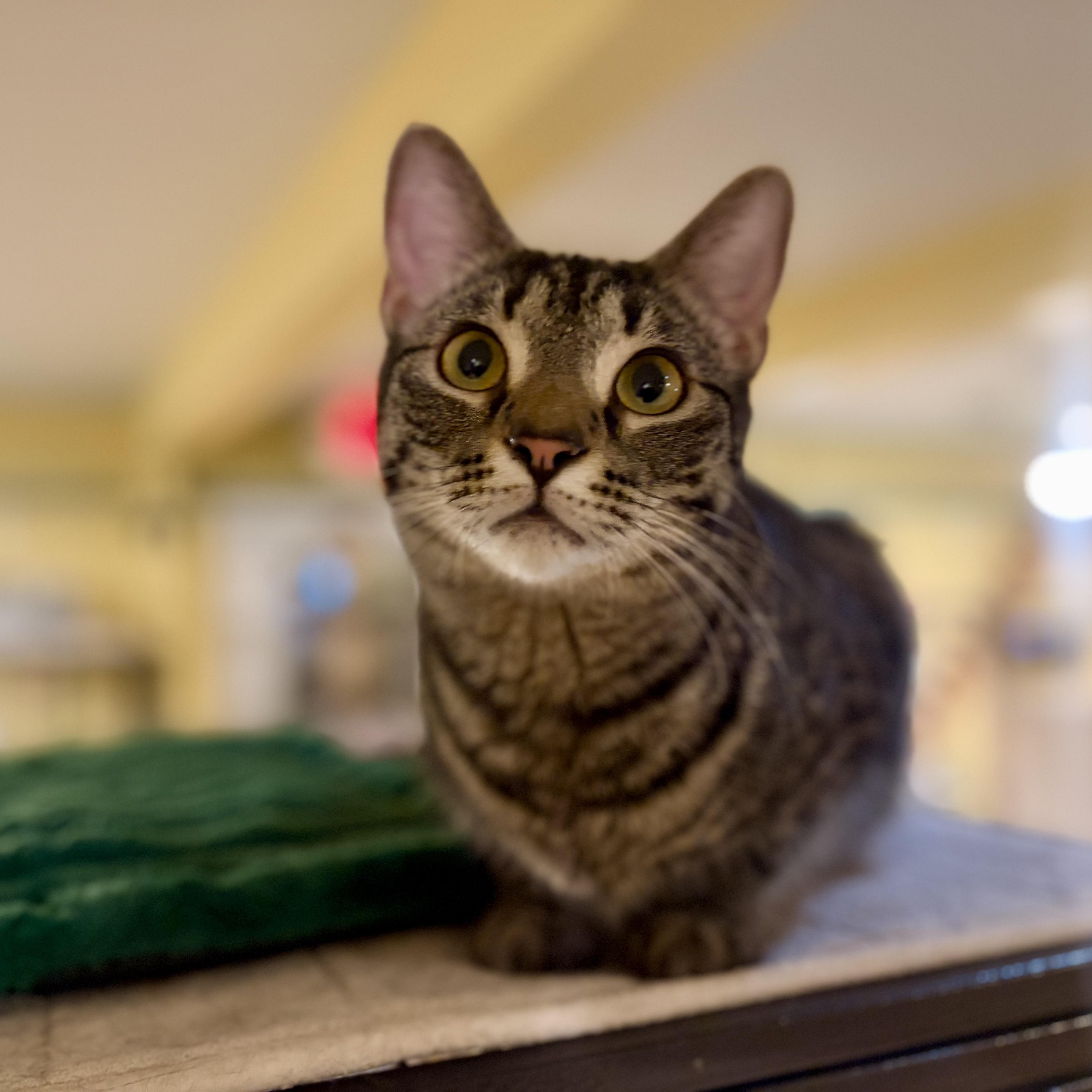 Enlarge Aeryn, a Adoptable Domestic Short Hair in Greensboro, NC image 6/6