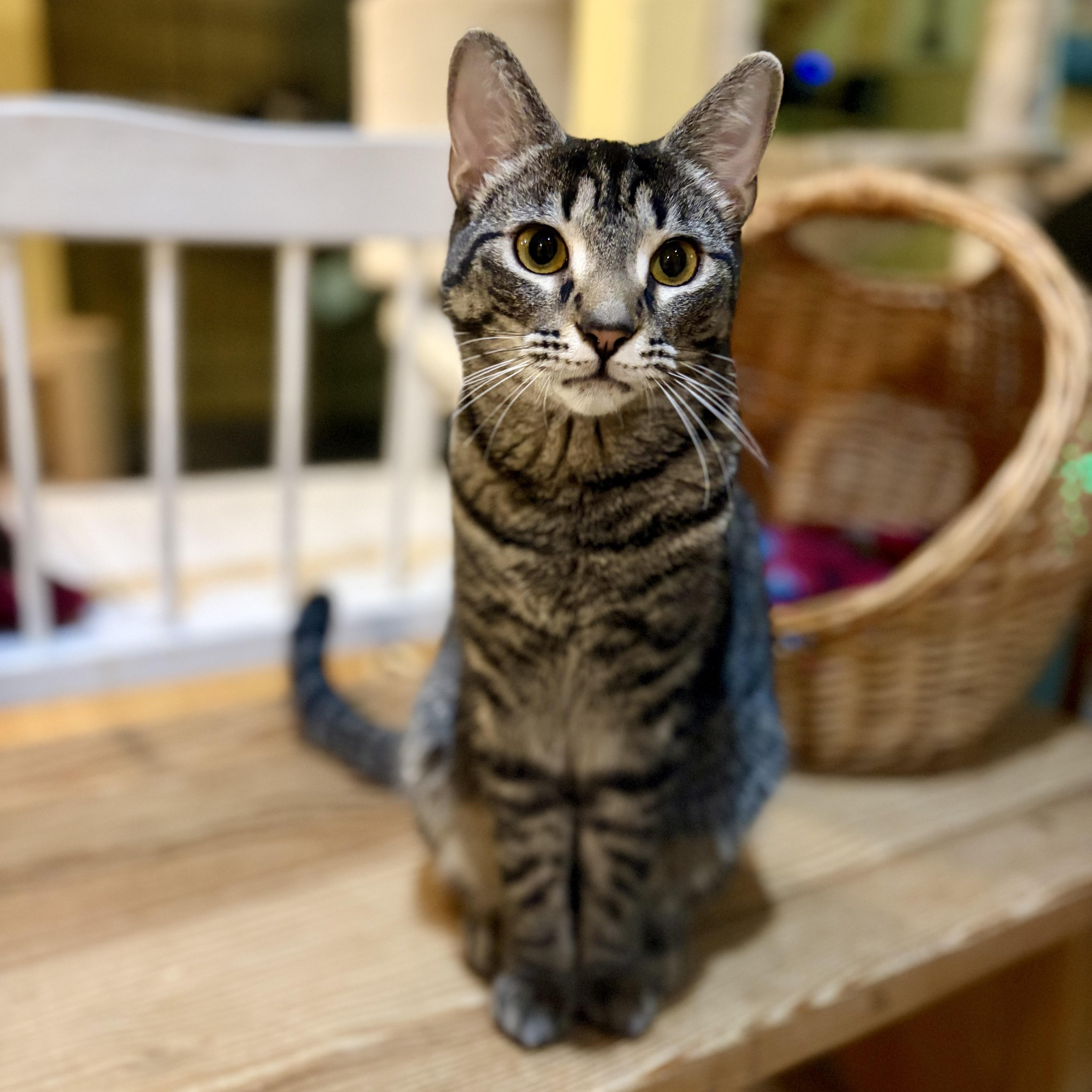 Enlarge Aeryn, a Adoptable Domestic Short Hair in Greensboro, NC image 1/6