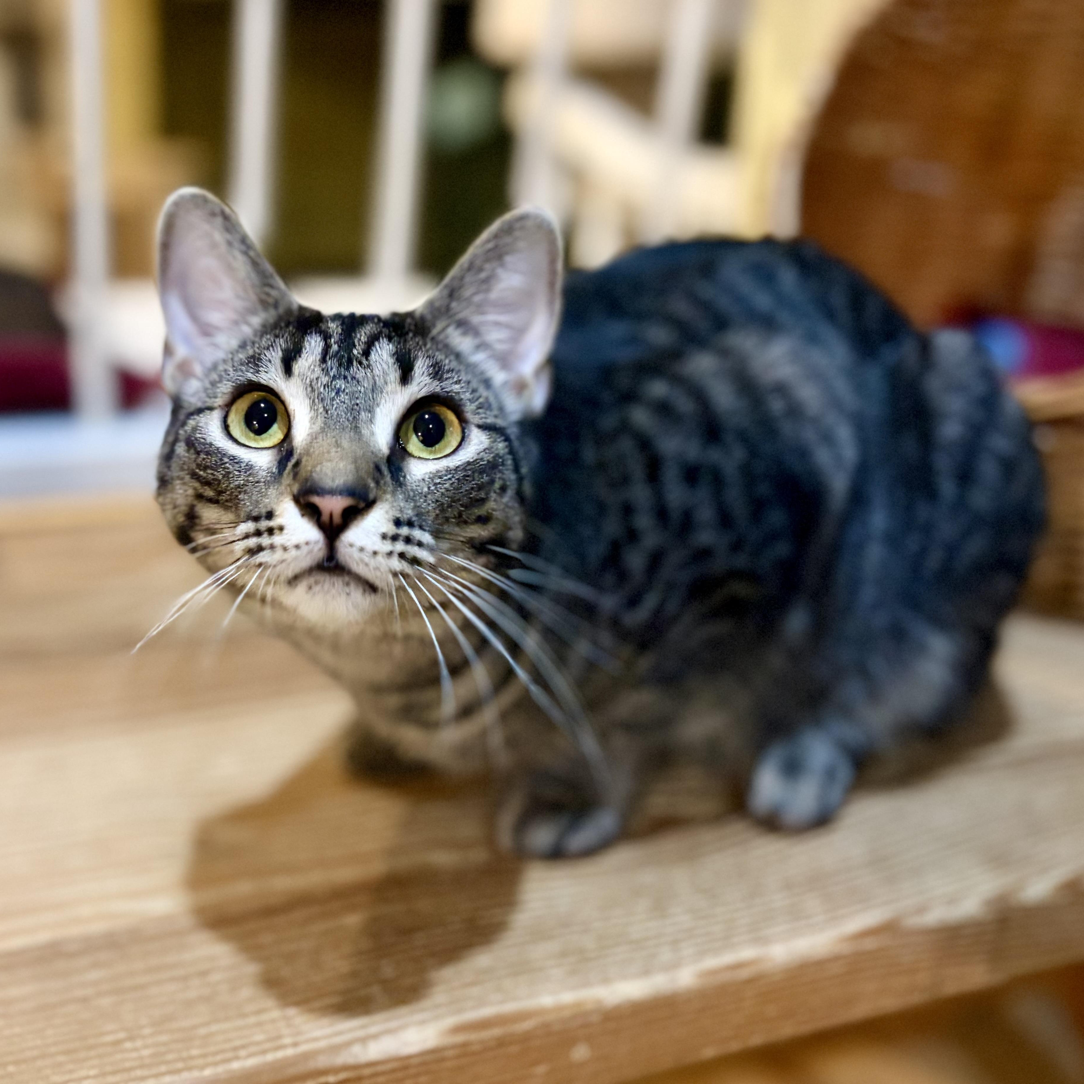 Enlarge Aeryn, a Adoptable Domestic Short Hair in Greensboro, NC image 4/6