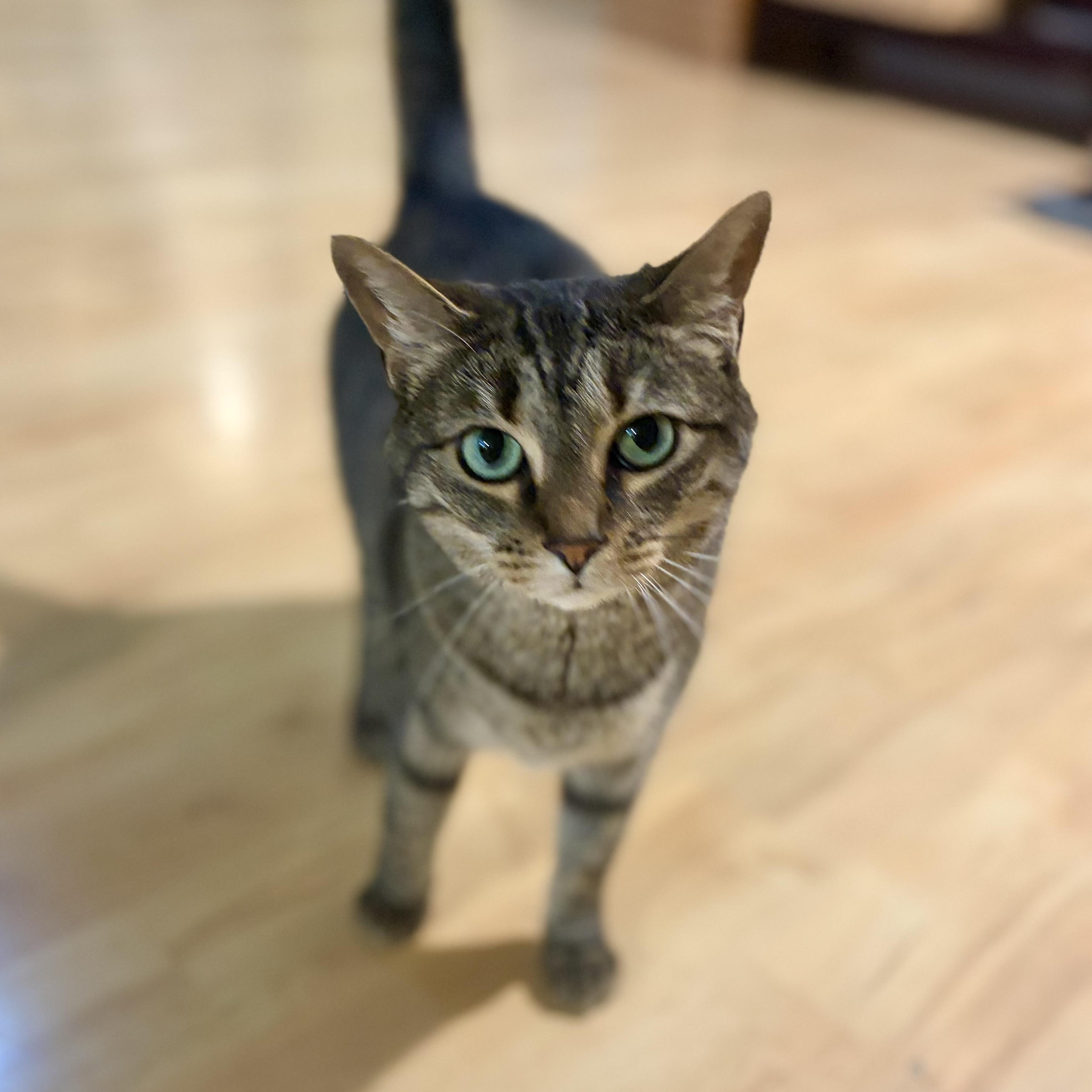 Aeryn, Adoptable, Young Female Domestic Short Hair.