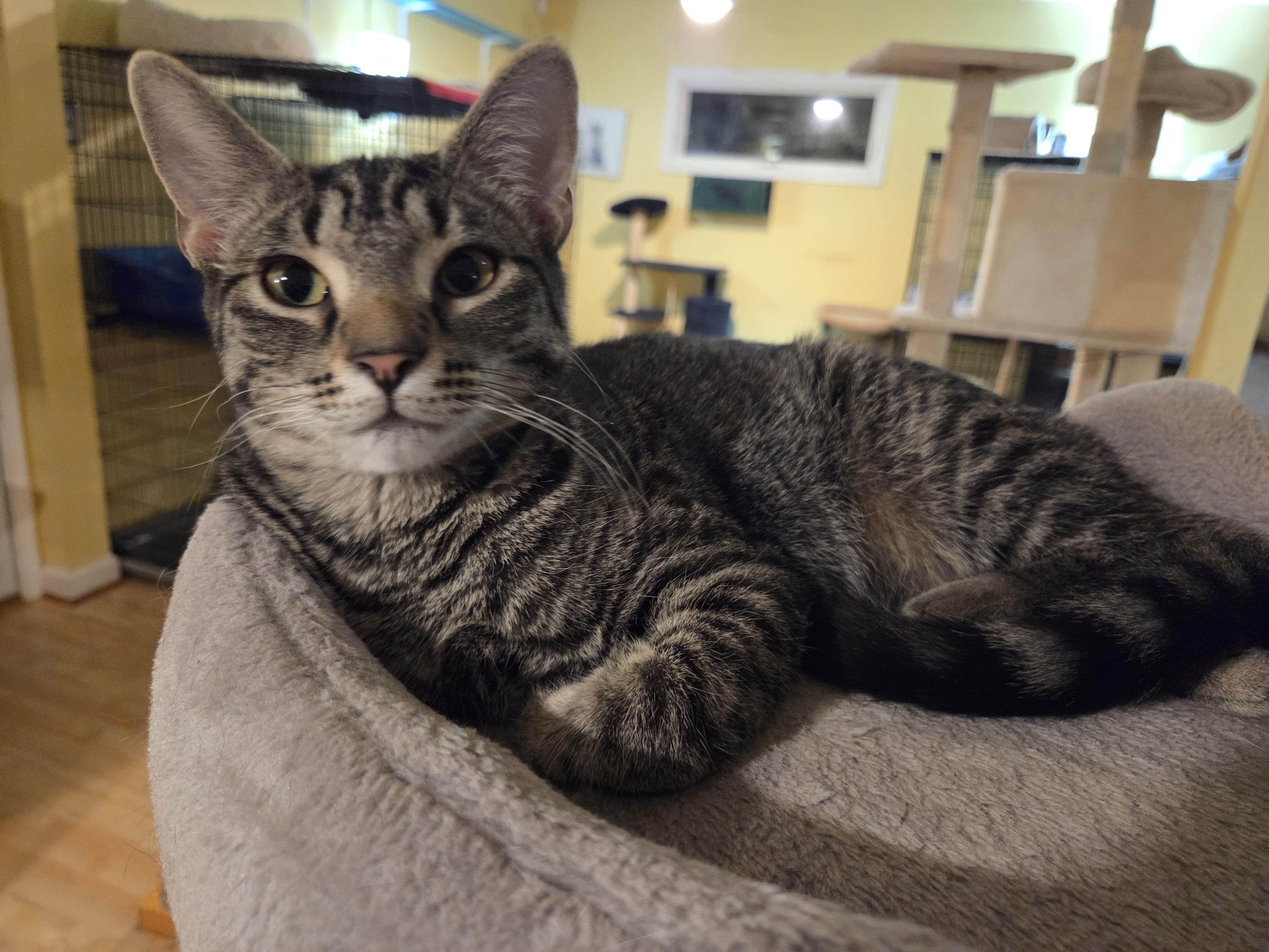 Aeryn, Adoptable, Kitten Female Domestic Short Hair.