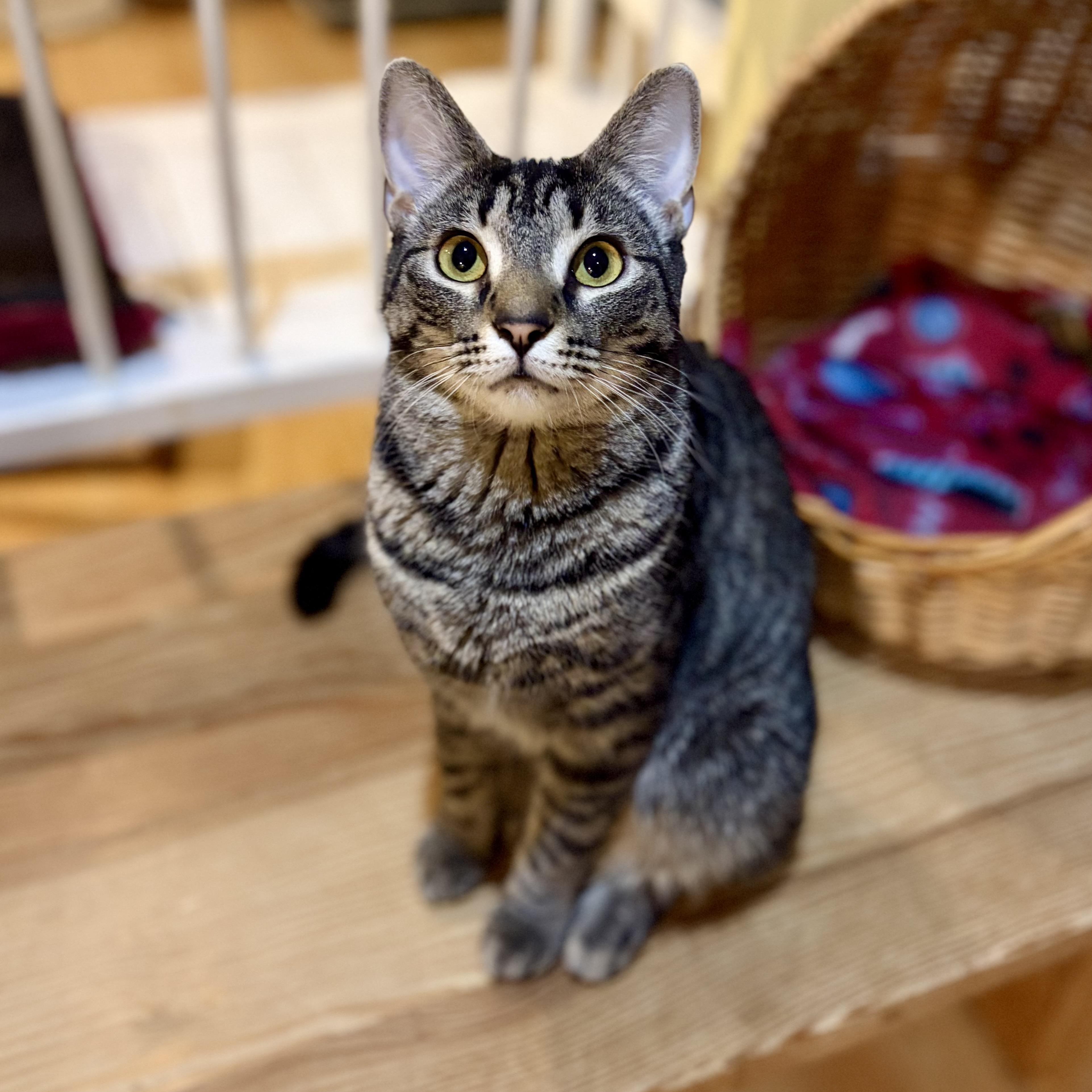 Enlarge Aeryn, a Adoptable Domestic Short Hair in Greensboro, NC image 5/6